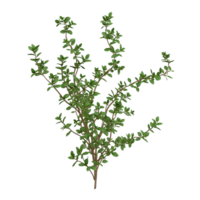 A vibrant green leafy bush with multiple branching stems on display png