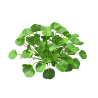 A vibrant cluster of green leaves displayed in a close up view png