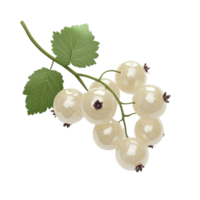 A close up studio image of white currant berries on stem png
