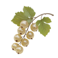 A cluster of ripe white berries hangs from a branch with leaves png