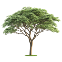 An isolated image of a large green leafy tree isolated on transparent background png