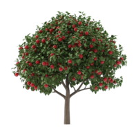 A large tree with red fruit and lots of green foliage isolated on transparent background png
