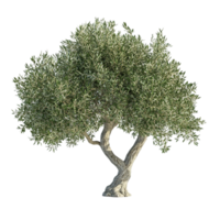 A realistic detailed image of a large olive tree isolated on transparent background png
