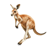 An artistic depiction showing a kangaroo standing in an upright posture png
