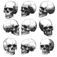 A collection of realistic drawings of human skulls in various orientations png
