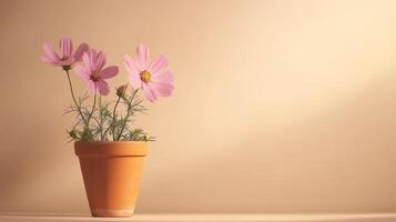 Cosmos flowers in a pot on a beige background photo