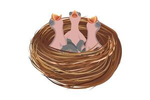 Three chicks with their beaks open waiting to be fed by their parents in a nest made of twigs vector