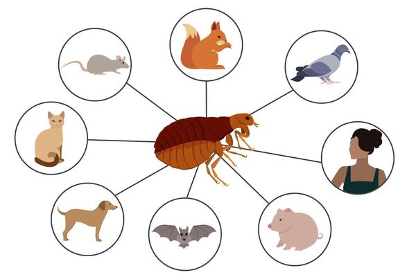 Fleas, notorious parasites, infest various hosts including pets, farm animals, wildlife, and even humans, posing health risks and requiring effective pest control measures