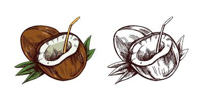Hand-drawn sketch set of coconuts with a straw, colored and monochrome vintage illustrations vector