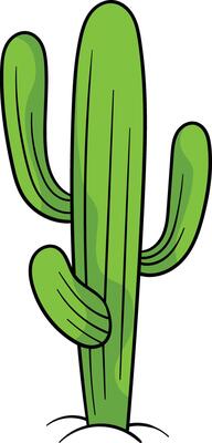Saguaro cactus with multiple tall, green arms and vertical ridges