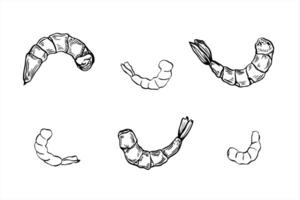 Peeled boiled prawn set line art black ink sketch. Cooked unshelled tiger shrimps clipart in realistic linear style. Seafood cooking ingredient isolated illustration for menu, recipe design vector