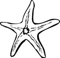Beautiful starfish in black color, sea animal icon vector