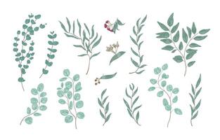 Bundle of elegant detailed drawings of various eucalyptus branches with green leaves. Set of hand drawn natural decorations isolated on white background. Realistic botanical illustration. vector