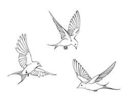 Set of line art illustration of flying swallows, elegant collection of spring birds, Outline Sketch isolated on white for postcard, freedom concept, nature theme, romantic mood, harmony state of mind vector