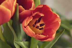 Tulip flowers in a vase on a wooden table. photo