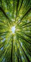 stunning view of tall trees reaching towards bright blue sky, surrounded by vibrant green leaves, creating serene and peaceful atmosphere photo