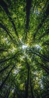 Aerial view of lush green trees reaching towards sky, creating serene and peaceful atmosphere in forest. vibrant leaves form natural canopy photo