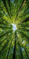 Looking up at vibrant green forest canopy with tall trees and sunlight filtering through leaves, creating serene atmosphere photo