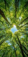 Looking up at vibrant canopy of green leaves and trees, creating natural frame around blue sky. sunlight filters through, enhancing serene atmosphere photo