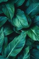 Lush green leaves create vibrant and calming background, perfect for nature lovers. rich textures and shades of green evoke sense of tranquility and freshness photo