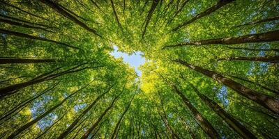 Looking up at vibrant green forest canopy with sunlight filtering through leaves, creating serene and peaceful atmosphere photo