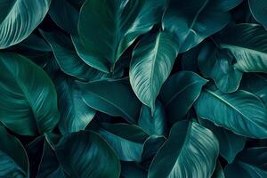Lush green leaves create vibrant and calming background, showcasing various shapes and textures. Perfect for nature themed designs or botanical projects photo