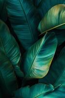 Lush green leaves with vibrant textures create calming and serene atmosphere, perfect for nature lovers and botanical enthusiasts photo