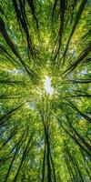 Looking up at lush green forest canopy with sunlight filtering through leaves, creating serene and vibrant atmosphere photo