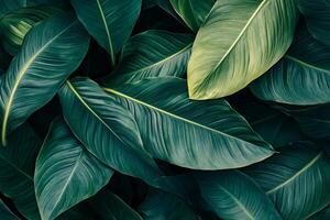 Lush green leaves create vibrant and calming background, showcasing various shades and textures. This natural composition evokes sense of tranquility and connection to nature photo