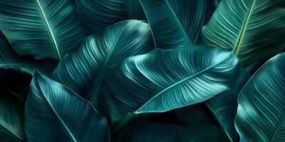 Lush green leaves create vibrant and calming background, showcasing intricate textures and shades of teal. Perfect for nature themed designs or relaxation spaces photo