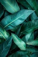 Lush green leaves create vibrant and calming background, showcasing various shades of green and intricate textures. This natural composition evokes sense of tranquility and freshness photo