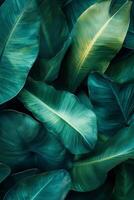 Lush green leaves create vibrant background, showcasing various shades of green and intricate textures. This natural composition evokes sense of tranquility and freshness photo