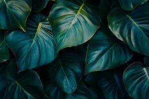 Lush green leaves create vibrant and calming background, showcasing rich textures and deep colors. This natural pattern evokes sense of tranquility and connection to nature photo