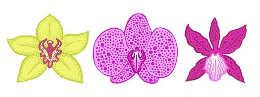 Different orchids flowers front view collection. Detailed color hand drawn illustration on white background. Moth orchid, aliceara and boat orchid. For prints, clothing, surface design. vector