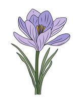 Purple Crocus flower color outline drawing vector