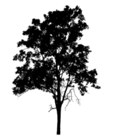 silhouette of tree on transparent background.tree silhouette isolated on transparent background. cutout trees. hand drawn design. png
