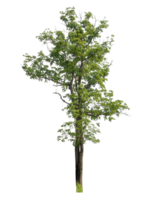 Real tree with green leaves, tree on transparent background. High-quality, scalable graphic for versatile creative use png