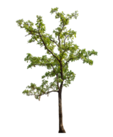 Real tree with green leaves, tree on transparent background,.High-quality, scalable graphic for versatile creative use png