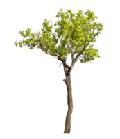 Real tree with green leaves, tree on transparent background.High-quality, scalable graphic for versatile creative use. png