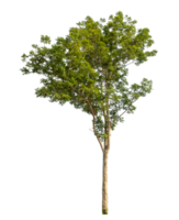 Real tree with green leaves, tree on transparent background..High-quality, scalable graphic for versatile creative use. png
