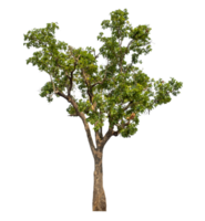 Real tree with green leaves, tree on transparent background..High-quality, scalable graphic for versatile creative use png