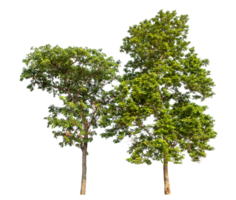 Group of trees isolated on transparent background.High-quality, scalable graphic for versatile creative use. png