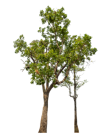 Group of trees isolated on transparent background.High-quality, scalable graphic for versatile creative use png