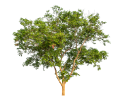 Isolated single tree with clipping path and alpha channel on transparent picture background.High-quality, scalable graphic for versatile creative use. png