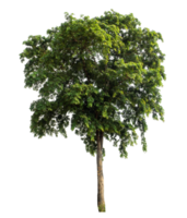 Isolated single tree with clipping path and alpha channel on a transparent picture background.High-quality, scalable graphic for versatile creative use. png