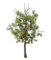 Isolated single tree with clipping path and alpha channel on transparent picture background.High-quality, scalable graphic for versatile creative use png