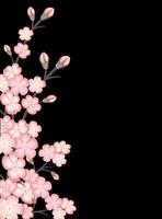 Spring background with blossoming sakura branch, branch of blossoming Japanese cherry on black background. Vertical format A4, A5. vector