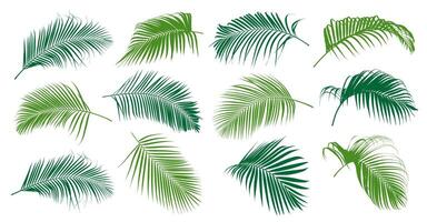 Set of tropical green palm tree leaf and coconut leaf illustrator vector