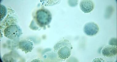 View of bacteria and viruses through a powerful microscope video