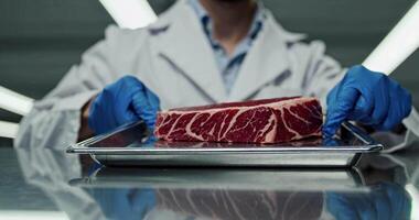 a piece of fresh meat in the hands of a scientist in a laboratory. creation and study of artificial meat in a laboratory video